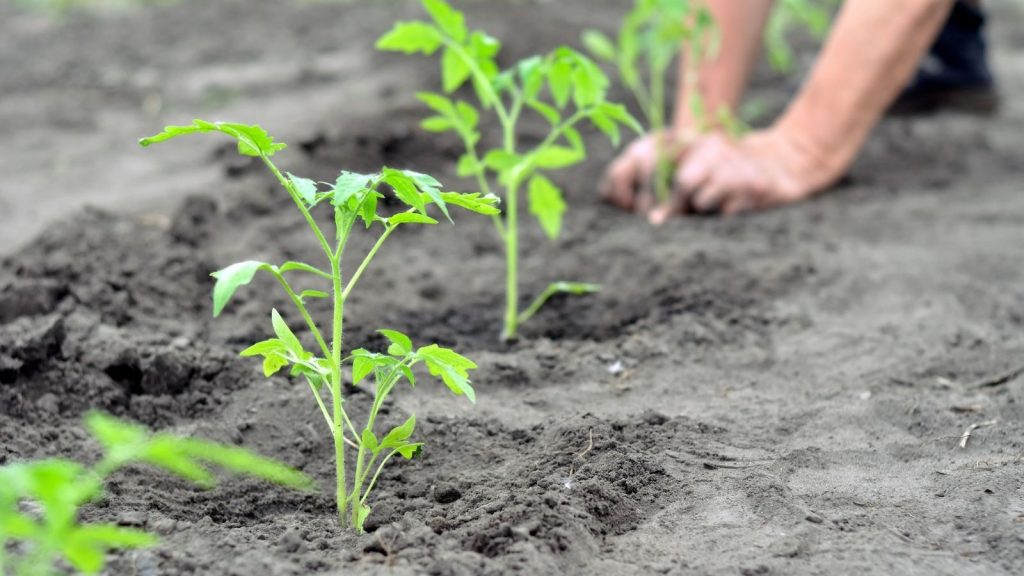 planting tomato plants