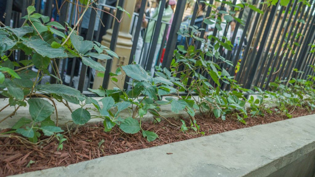 pole beans growing