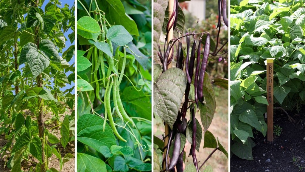 pole beans vs bush beans