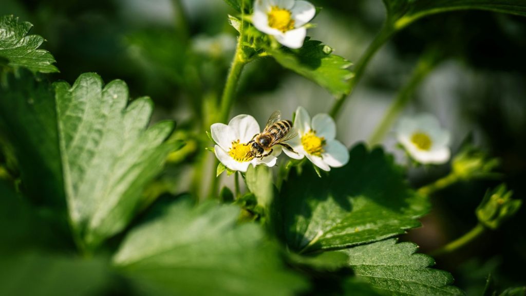 pollinating strawberries