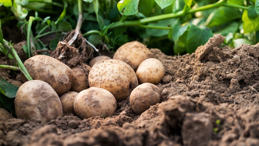 potatoes