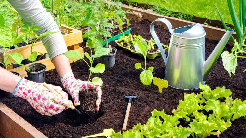 planting in raised bed