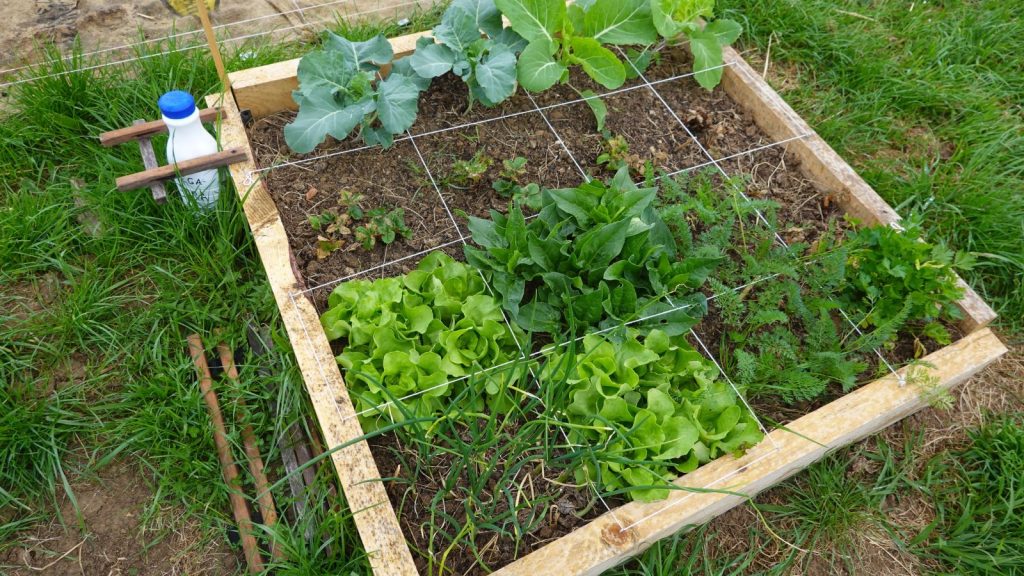 raised bed with crops