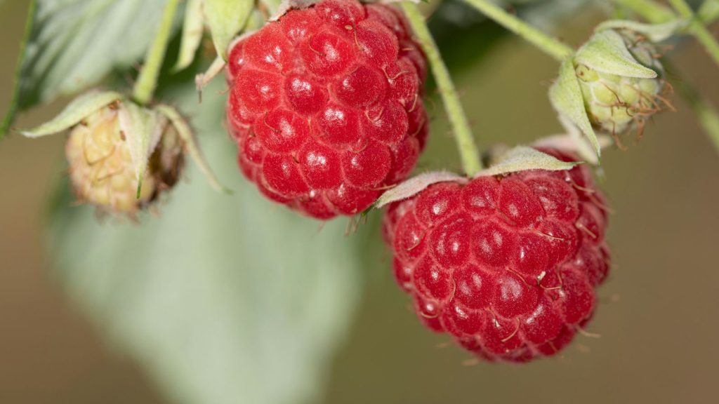 Raspberries