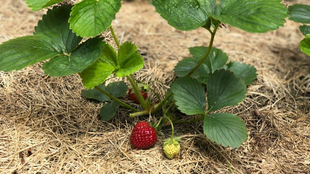 strawberries with straw around