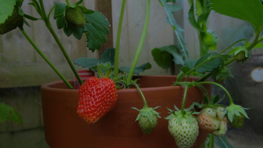 stawberries ripening in a pot