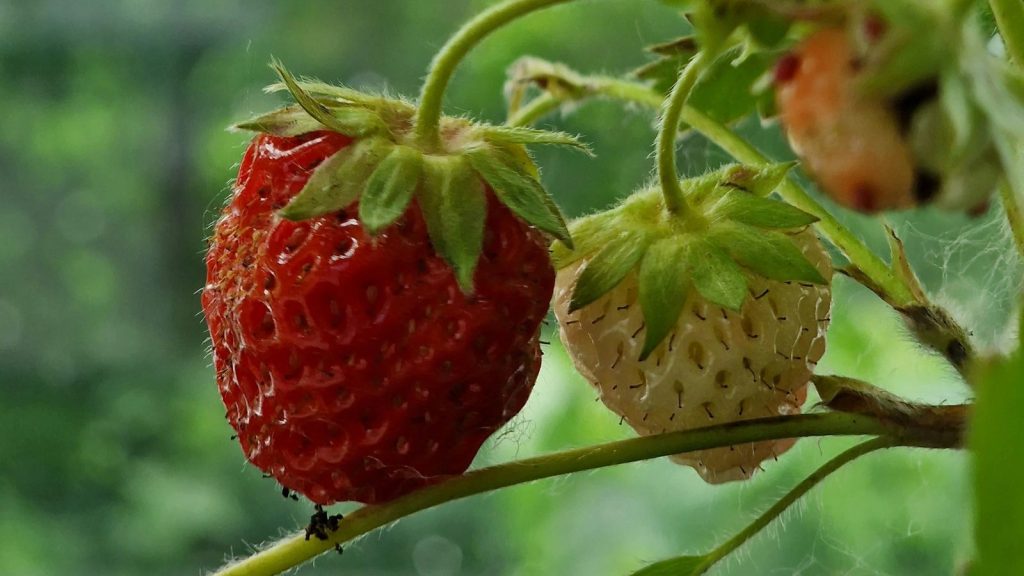 Strawberry pests