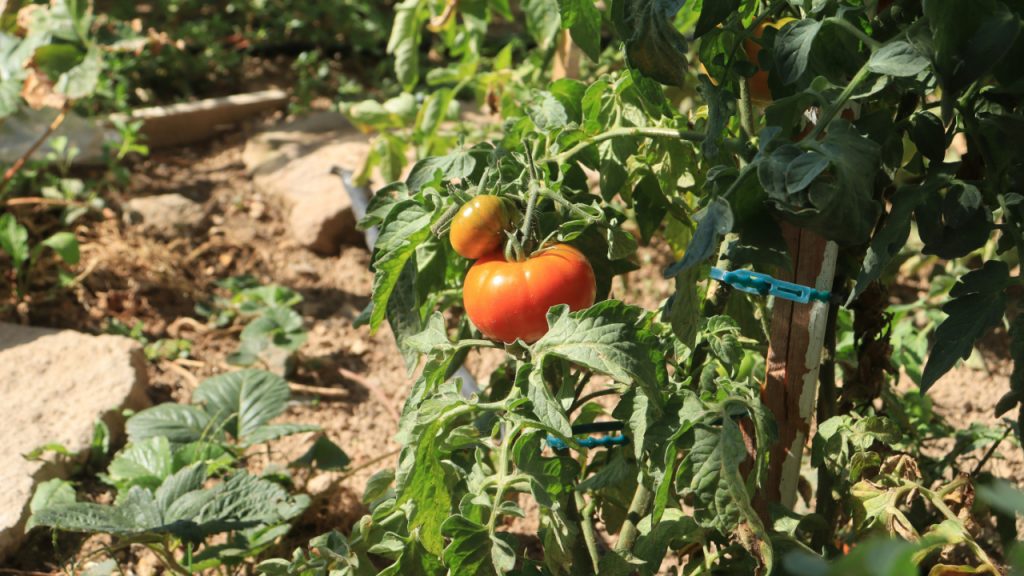 tomatoes growing in the sun garden