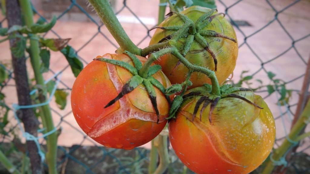 tomatoes splitting