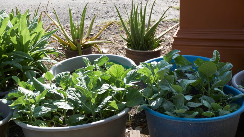 vegetables growing in a container