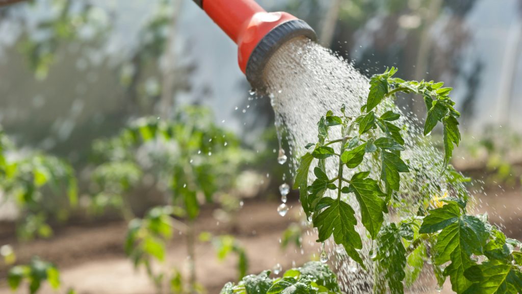 watering plants tomatoes garden