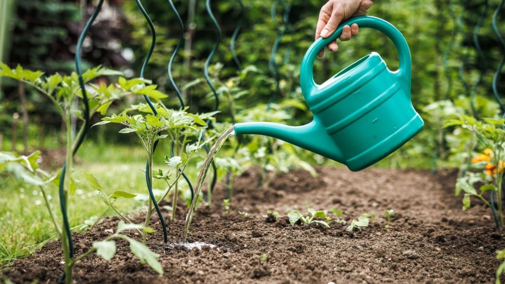 watering tomato plants