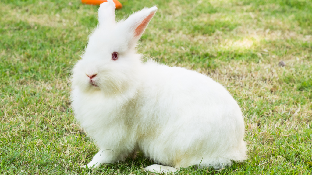 white rabbit on grass
