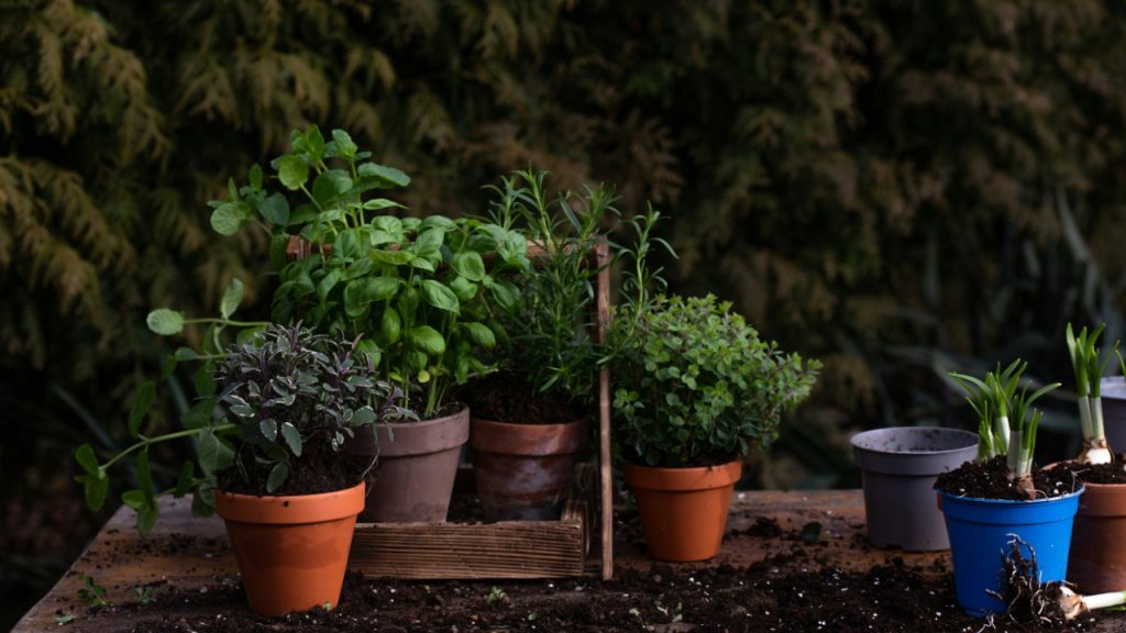 wooden-table-topped-with-lots-of-potted-plants-FGTPt6ESbW0