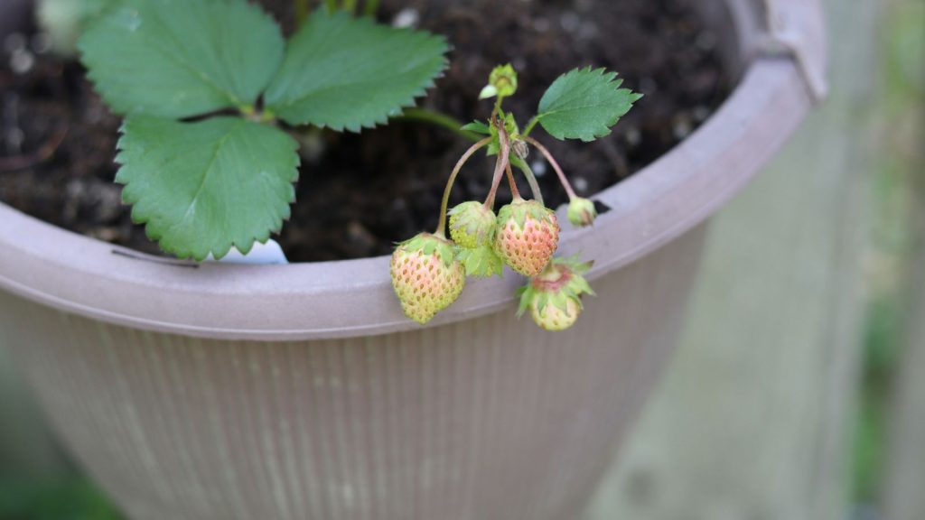 immature strawberries