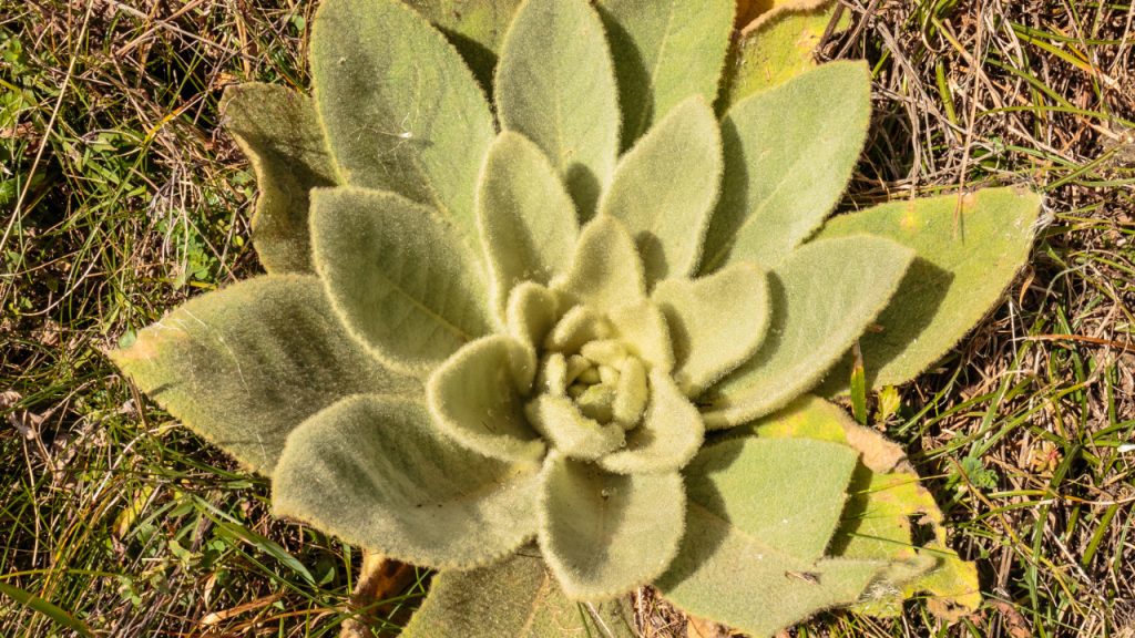 Verbascum thapsus mullein plant