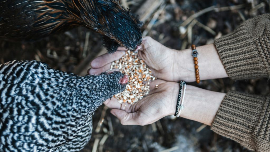 feeding chickens food from hands
