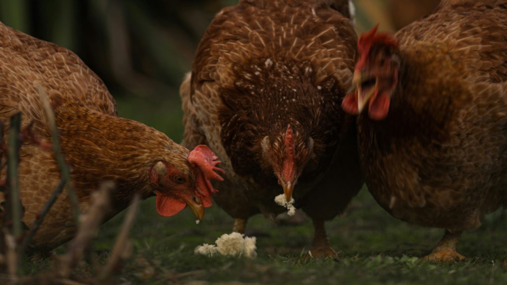 group-of-chickens-standing-on-top-of-a-lush-green-field-TLpjnnK90pA