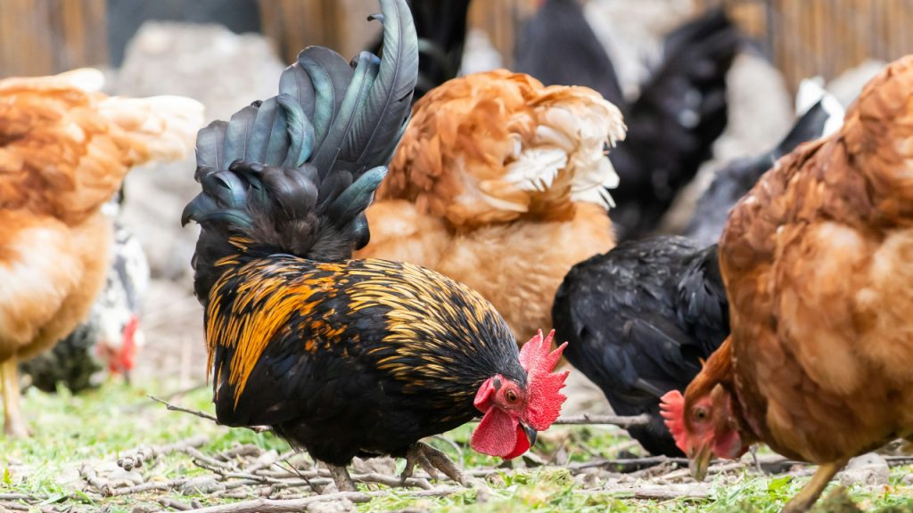 rooster-and-chickens-free-range-and-hens-dLphJg8v-pA