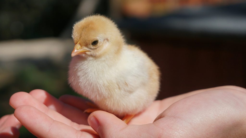 white-chick-on-persons-hand-0R2lOqibKgA